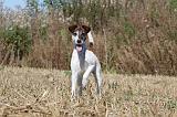 FOX TERRIER POIL LISSE 020